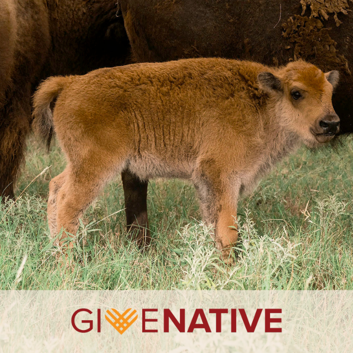 Support the Herd: Giving Tuesday thumbnail