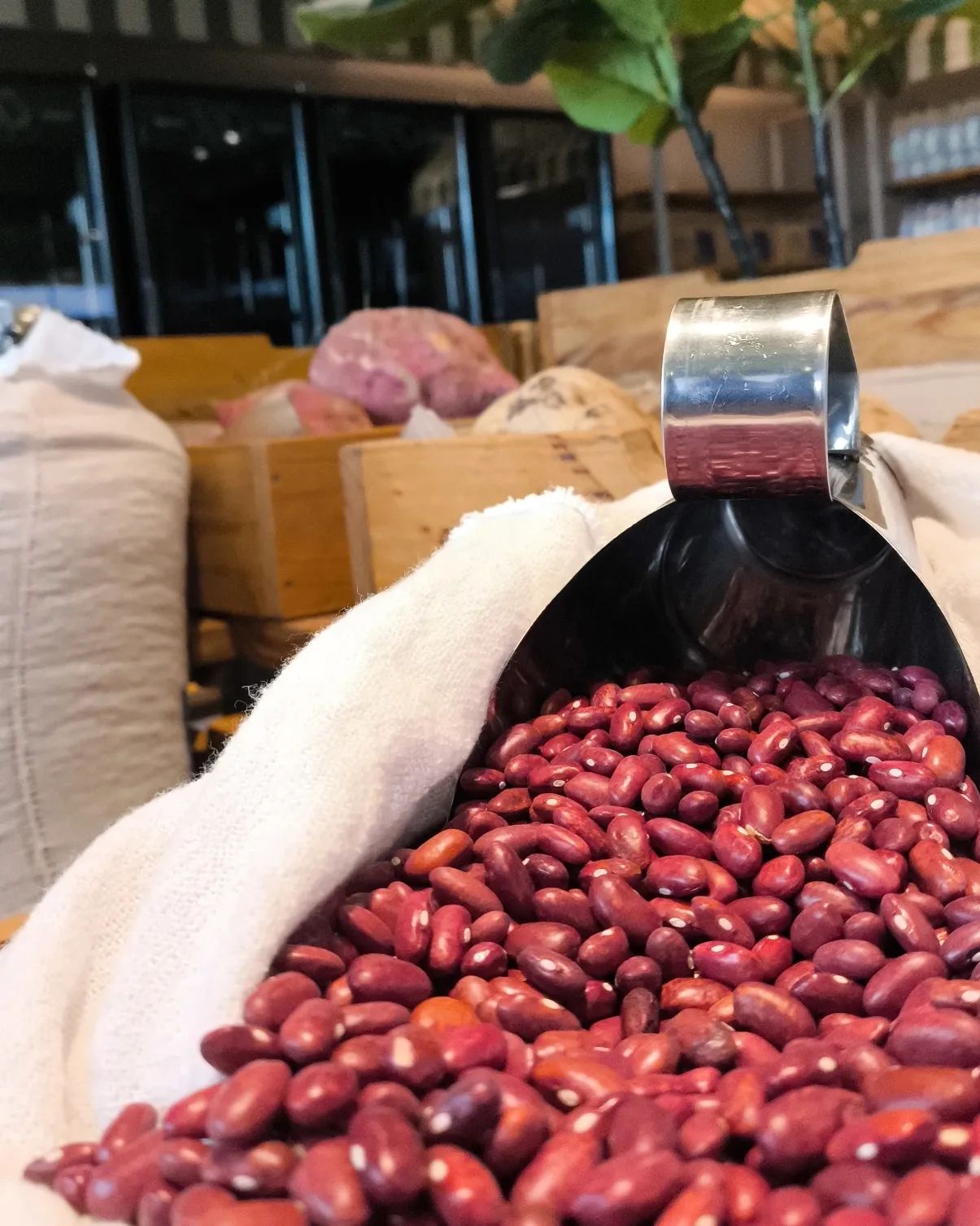 FEIJÃO NO EMPÓRIO, JÁ EXPERIMENTOU?

No empório da fazenda temos 3 tipos de feijão para você conhecer. Temos feijão verm