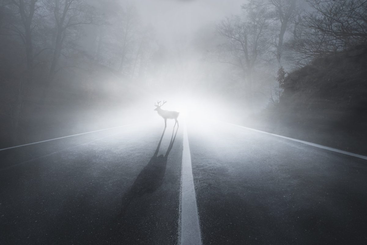 Read "The Deer" on Electric Literature thumbnail