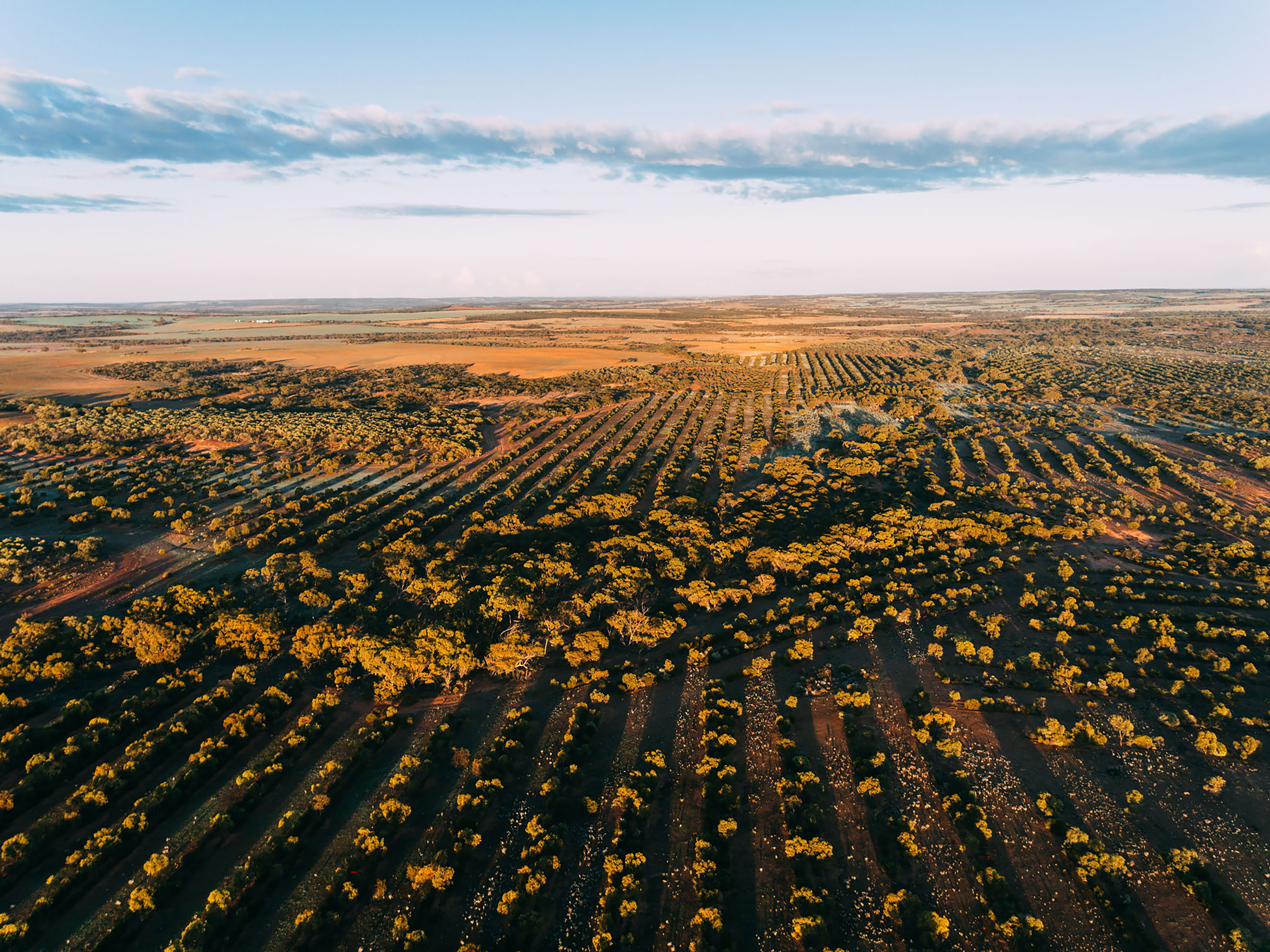  Join Australia’s most ambitious regeneration project thumbnail