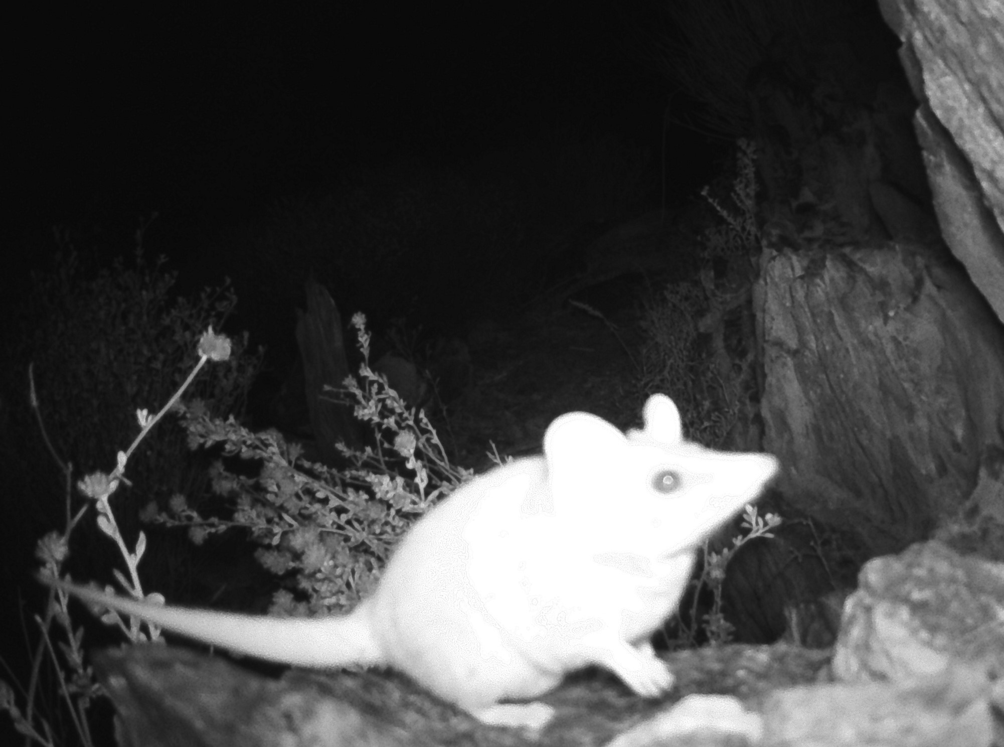 Ecologists discover rare marsupial thumbnail