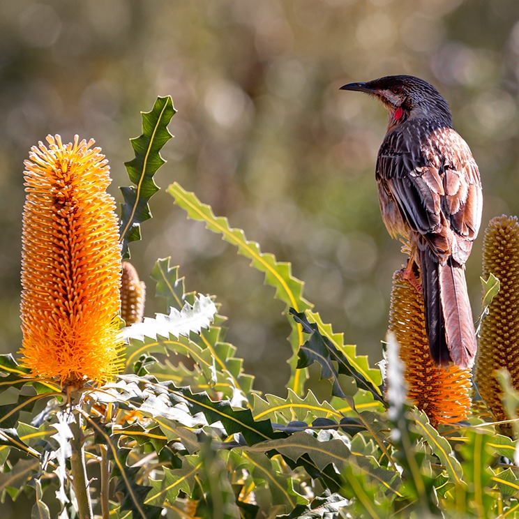 eGift Cards: Support Nature thumbnail