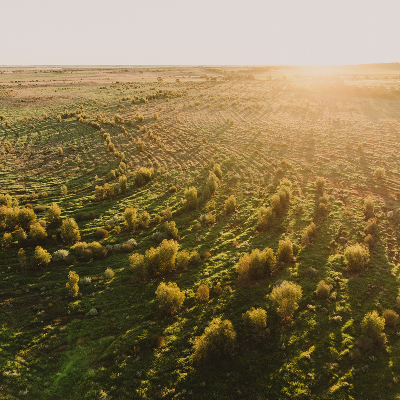 Nature-Based Solutions: The Smartest Investment for Corporate Climate Action - Carbon Neutral thumbnail