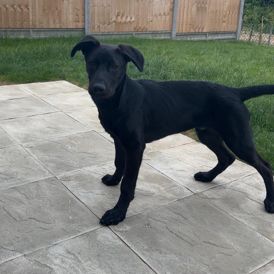 ⭐️ In Person Consultation ⭐️ - Bear - Lab x GSD thumbnail