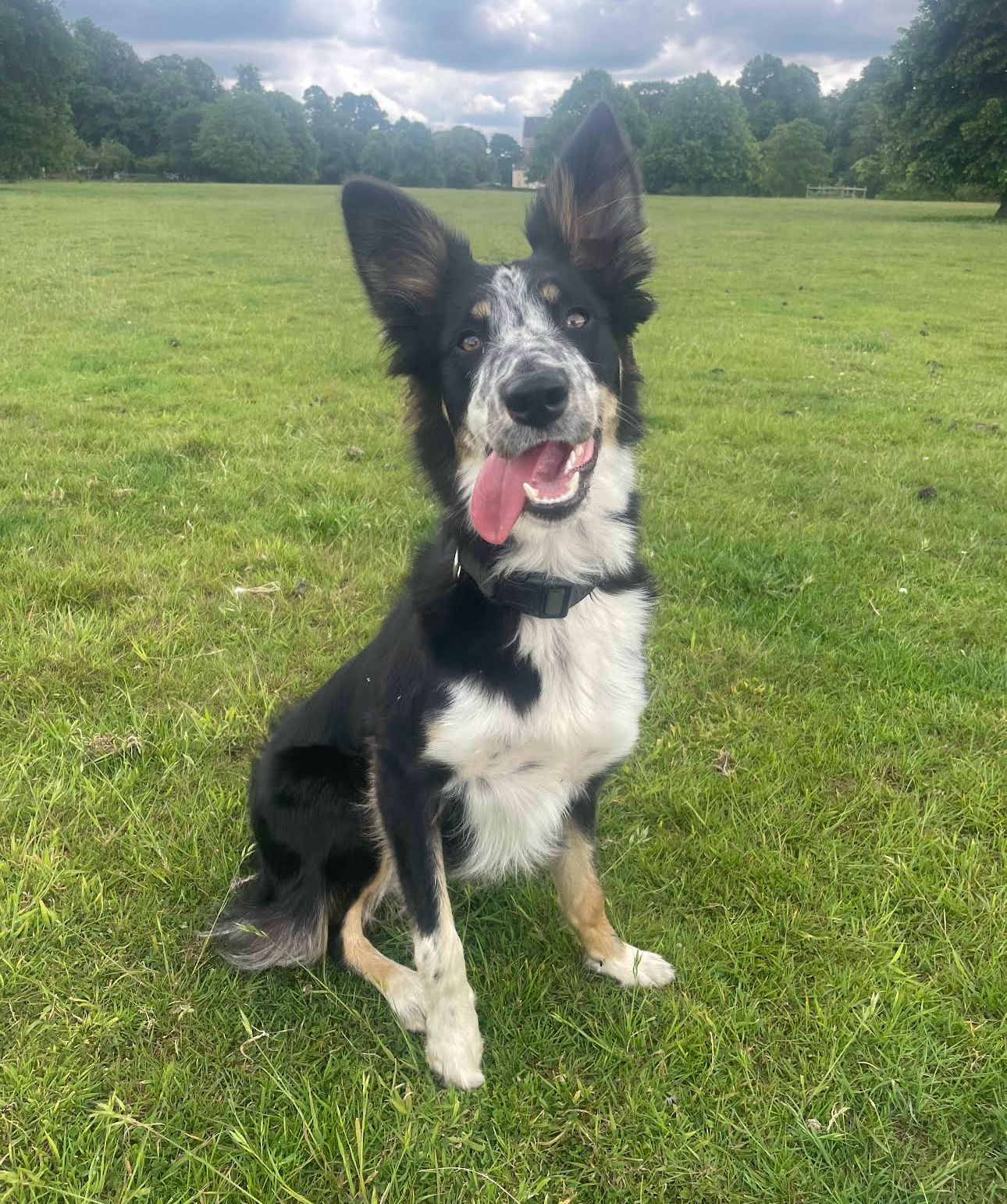 ⭐️ 1-2-1 Local Training ⭐️ Melon - Welsh Collie thumbnail