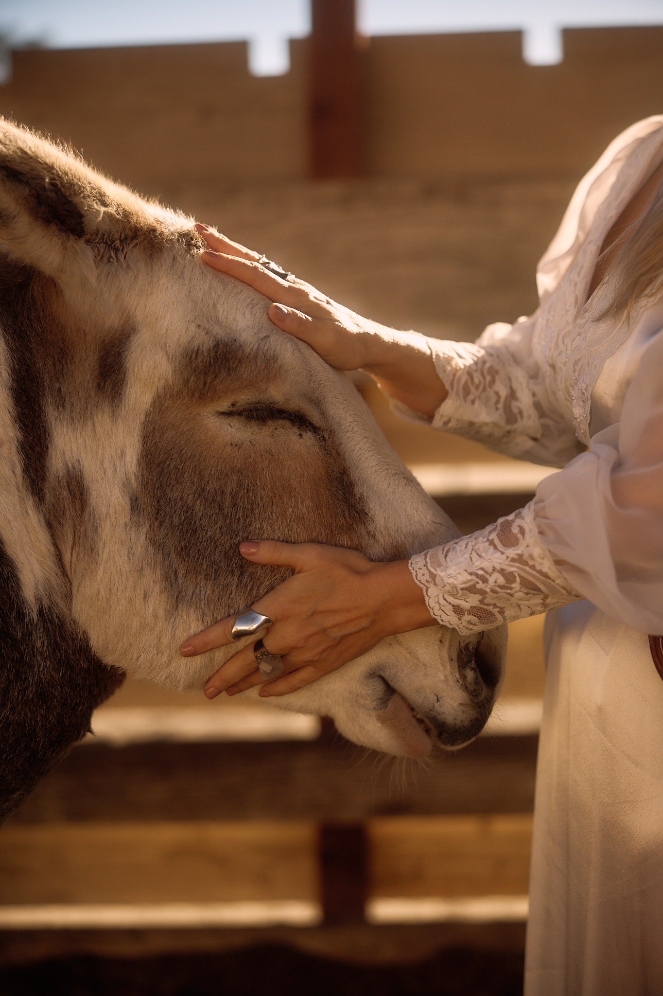 1:1 Equine Communication Experience with Lupasamama thumbnail