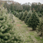 Christmas Tree Farms in Northern MI thumbnail