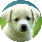 Serap Pet Shop Ayvalık thumbnail