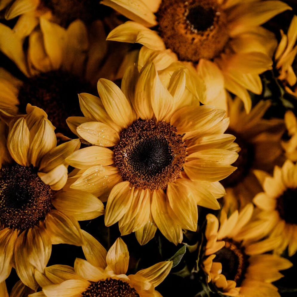 🌻🌻🌻🌻
and it was all yellow.

___

Sunflowers are the real morning superheroes. They wake up, stretch to the sun, and bea