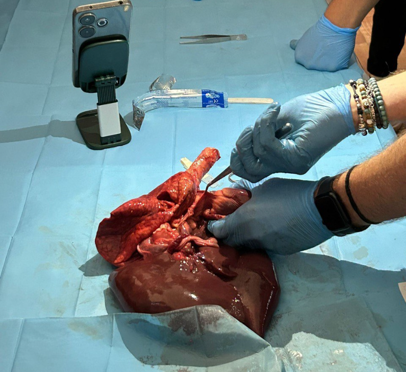 attività ordine dei medici - dissezioni anatomiche  thumbnail