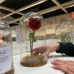 Glass Dome for Enchanted Rose thumbnail