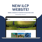 iLCP Website  thumbnail