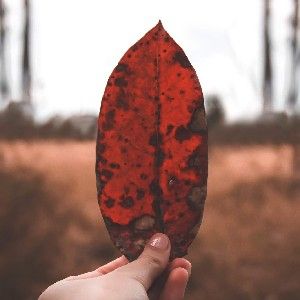 Presets Gratis                       thumbnail