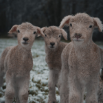 Lambing Season thumbnail